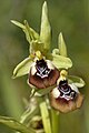 Ophrys oxyrrhynchos flowers Italy - Sicily - Niscemi