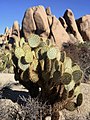 * Nomination Dollarjoint pricklypear against rock formations in Joshua Tree National Park in the Mojave Desert in California, USA. By User:Elena.laps --Satdeep Gill 10:55, 10 October 2022 (UTC) * Promotion  Support Good quality. --Poco a poco 15:07, 10 October 2022 (UTC)