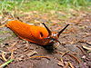 Orange slug says: "Eeeeeeeeee"