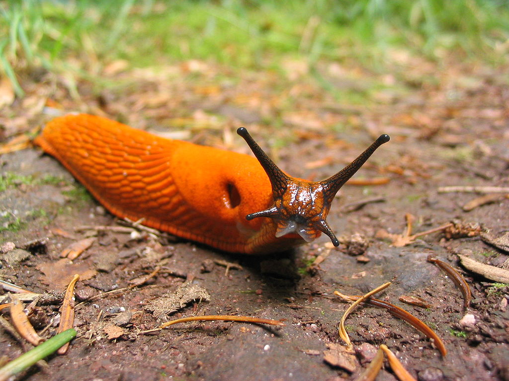 1024px-Orange_slug.jpg