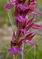 Anacamptis × dulukae Cartagena, Spain