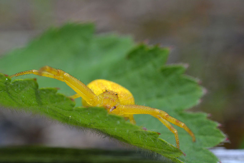 File:Oregon Wildlife (14186634664).jpg