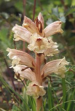 Thumbnail for Orobanche alba