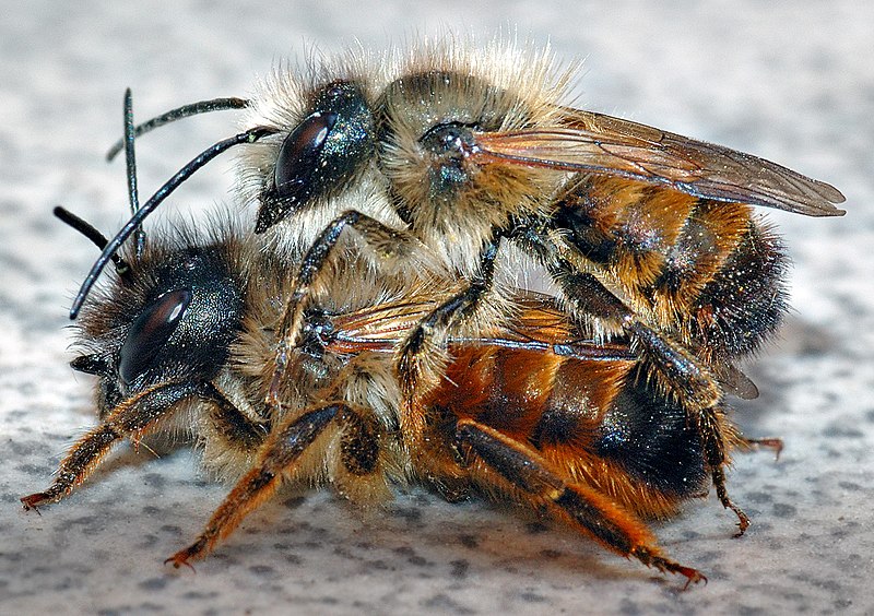 صورة:Osmia rufa couple (aka).jpg