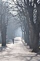 English: Hibernal aesculus hippocastanus avenue Deutsch: Winterliche Kastanien-Allee