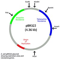 pBR32 plasmid of E. coli PBR322 plasmid showing restriction sites and resistance genes.jpg