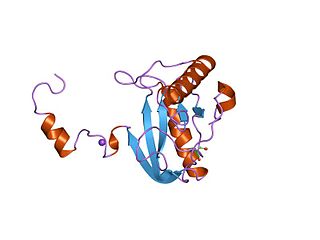 N-acetylmuramoyl-L-alanine amidase