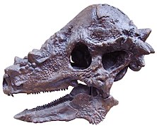 パキケファロサウルス Wikipedia