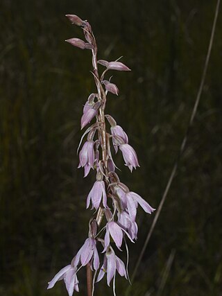 <i>Pachystoma</i> Genus of orchids