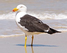 Pacific gulls nest on the island