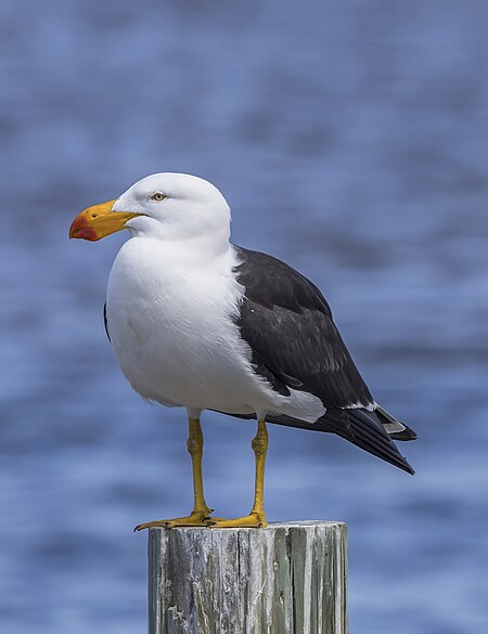ไฟล์:Pacific gull (Larus pacificus pacificus) Freycinet.jpg