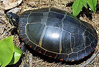 A grey tortoise with square patterns on the carapace