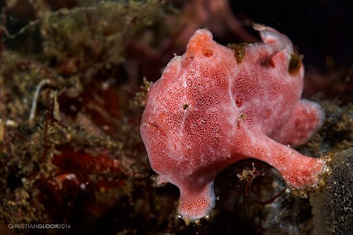 Painted frogfish from North Sulawesi; Christian Gloor; July 2016