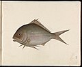 "Painting_of_Fish_(CBL_C_1382).jpg" by User:Nous