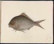 Paintings of insects and fish. Early 19th century