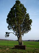 Common Juniper (Juniperus communis; Paprastasis kadagys) Pakuodziupiu kadagys (2).JPG