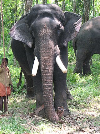 <span class="mw-page-title-main">Pampadi Rajan</span> One of the tallest elephant in Kerala