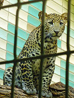 Panthera pardus melas (Tierpark Berlin) - 1006-888-(118).jpg