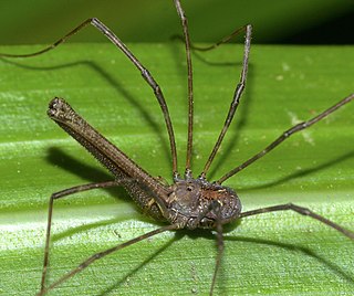 <i>Pantopsalis albipalpis</i> Species of spider