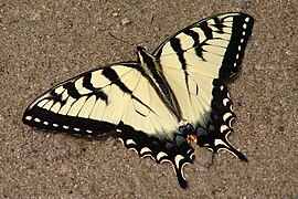 Papilio canadensis x glaucus.jpg