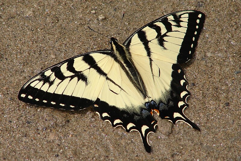 File:Papilio canadensis × glaucus.jpg