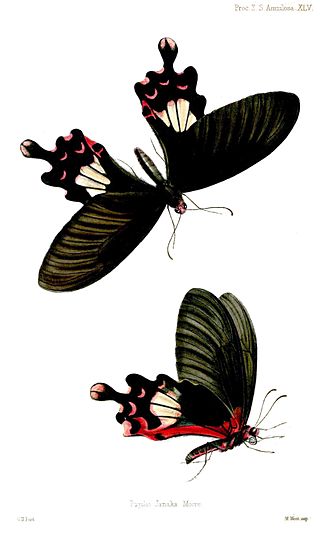 <i>Papilio janaka</i> Species of butterfly