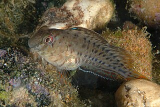 Rusty blenny Species of fish