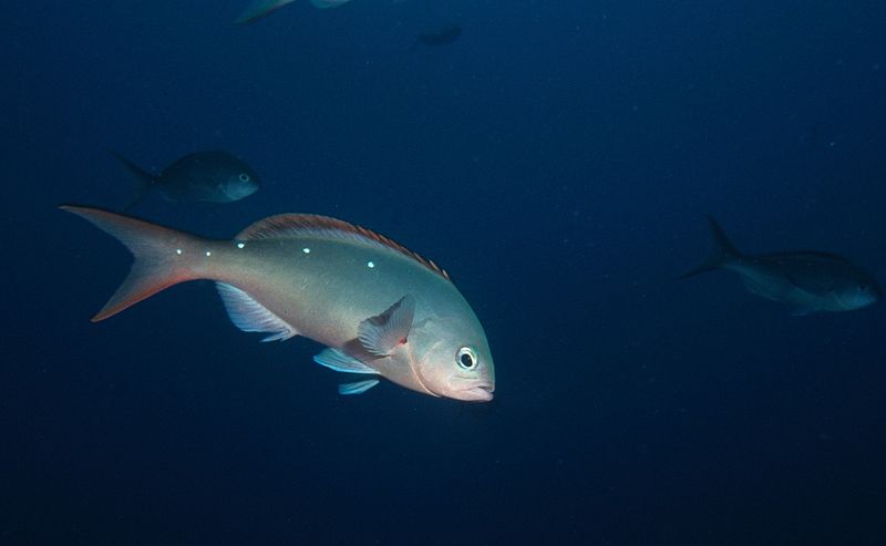 File:Paranthias colonus Ecuador.jpg