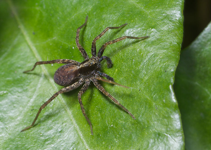 File:Pardosa lugubris pjt2.jpg