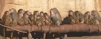 Un mâle et sa troupe (P. hamadryas).