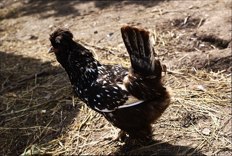 File:Pavlovian black-white adult hen walking.jpg