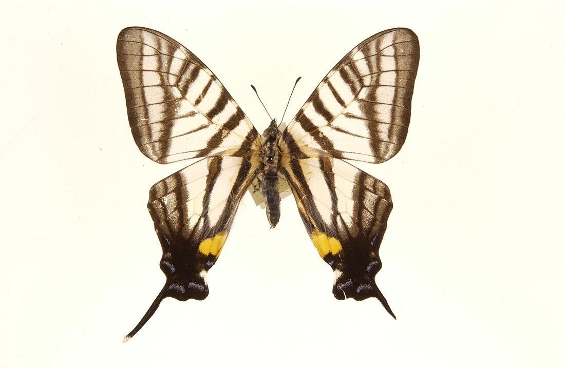 Graphium eurous