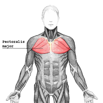 File:Pectoralis major.png