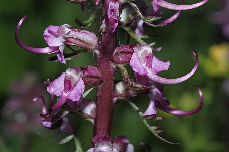 File:Pedicularis groenlandica 9907.JPG