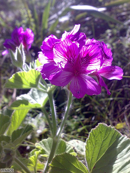 File:Pelargonium cucullatum tabulare Chris Vynbos 2.jpg