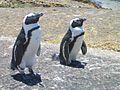 Pingviner på Cape-halvøya