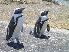 Pápaszemes pingvinek a Jóreménység fokán