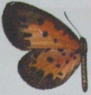 <i>Pentila nero</i> Species of butterfly