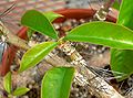 Pereskia tampicana