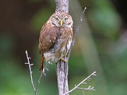 Perun kääpiöpöllö (Glaucidium peruanum) El Empalme, Ecuador.jpg