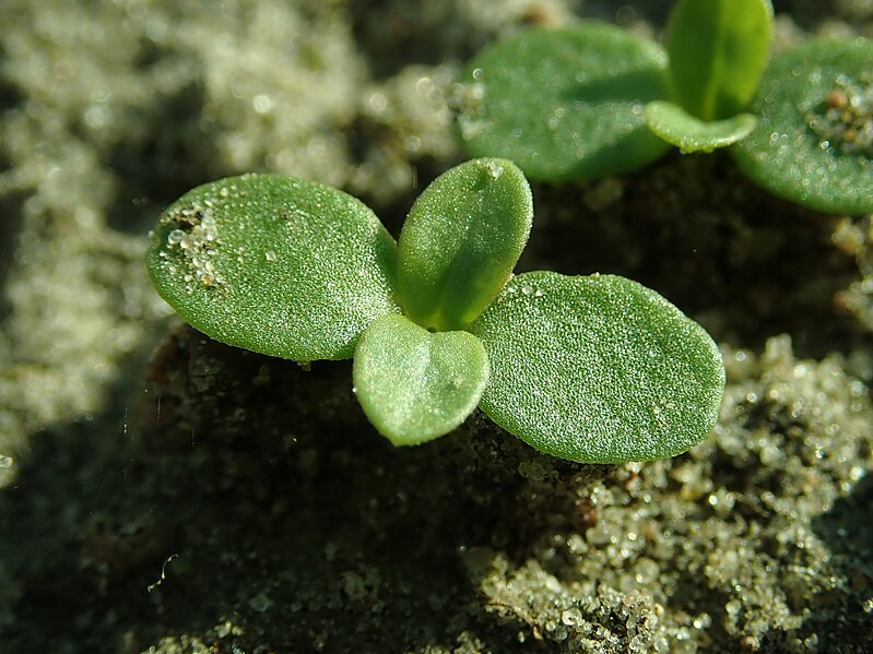 File:Petrorhagia prolifera 2019-08-03 3474.jpg