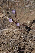 Phacelia linearis