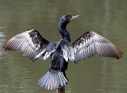 Cormoran vigua (phalacrocorax brasilianus).