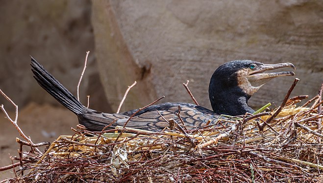 Phalacrocorax carbo