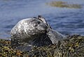 Seehund (Phoca vitulina), Ytri Tunga, Snæfellsbær