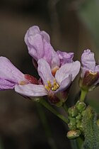 Umtanum Creek Recreation Area