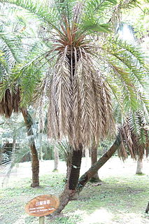 <i>Phoenix loureiroi</i> Species of palm