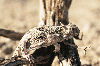 Phrynosomatidae family of reptiles