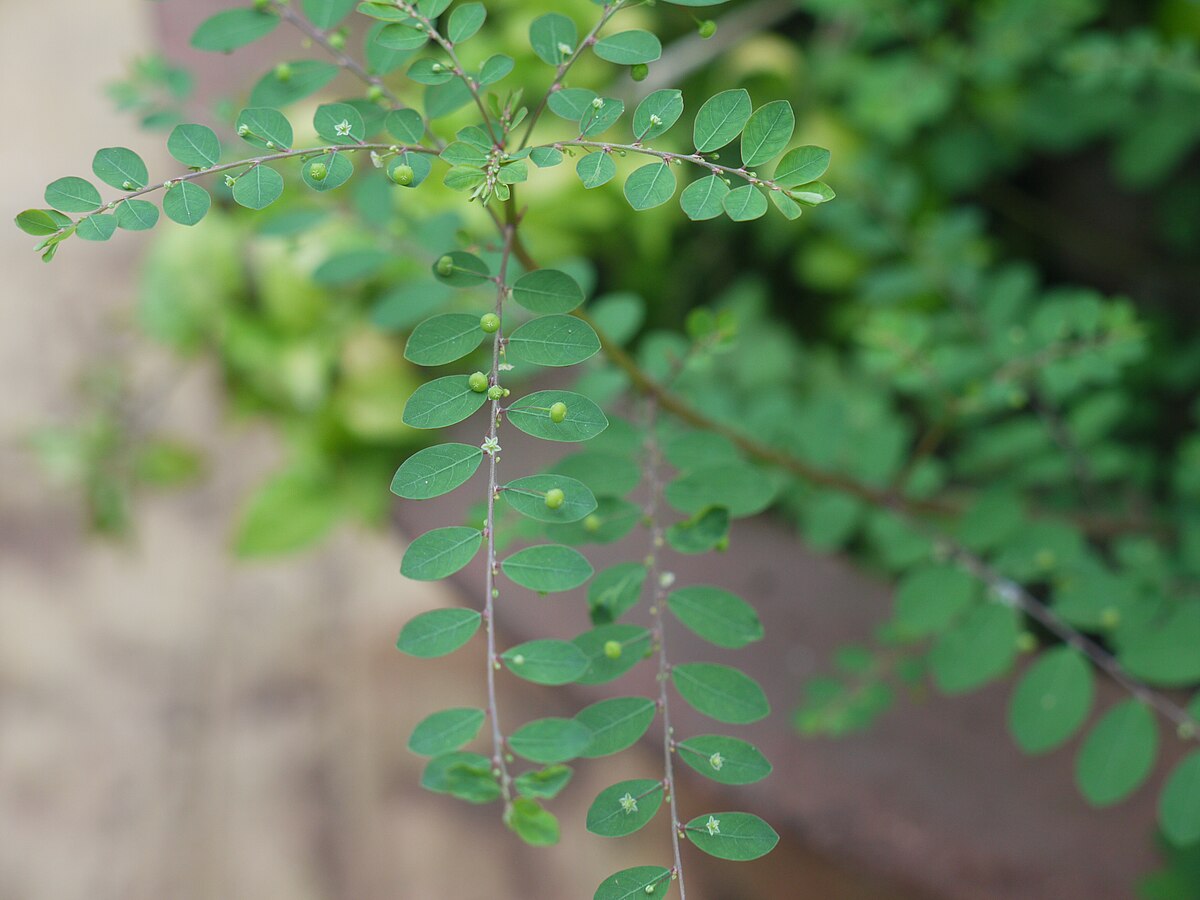 Филлантус. Phyllanthus flexuosus. Филлантус мирабилис. Филлантус растение.