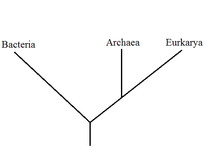 Phylogenic tree.png